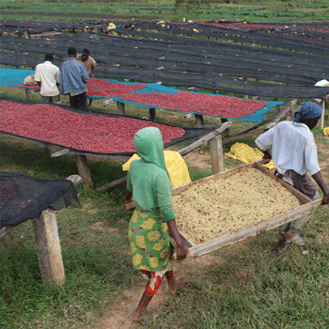 Hovedbilde Burundi, Kayanza, Nemba Oro Yeast